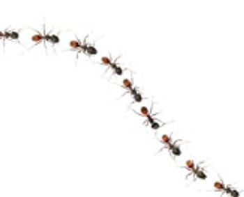 117309569_Ants.jpg