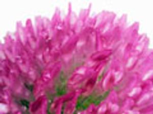Simultaneous Determination of Formononetin, Biochanin A, Daidzen and Genistein in Trifolium pratense (Red Clover) by HPLC
