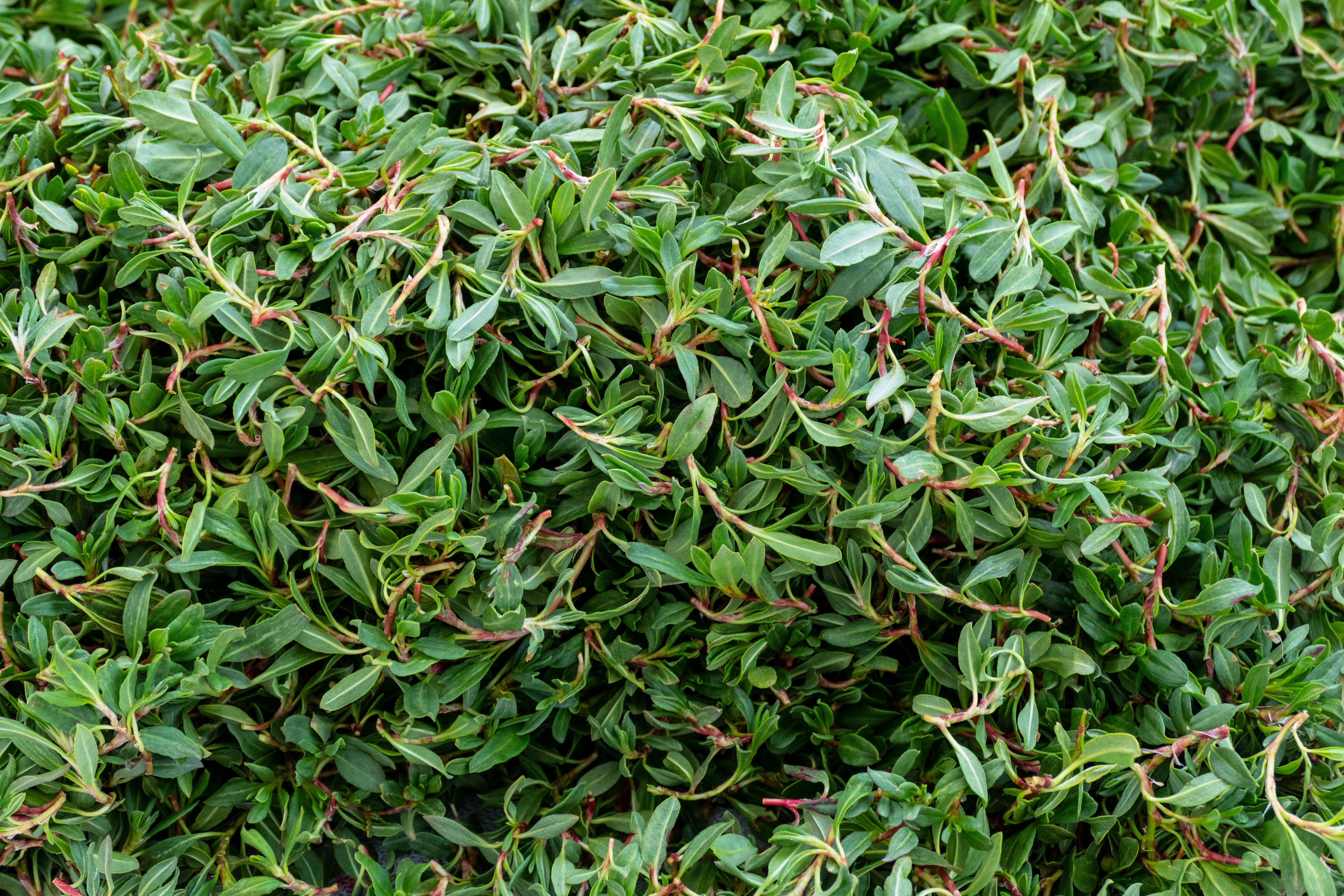 madımak food consumed as fresh grass, knotweed grass to the turkey, madimak grass close-up, madimak herb for cooking, | Image Credit: © kodbanker - stock.adobe.com