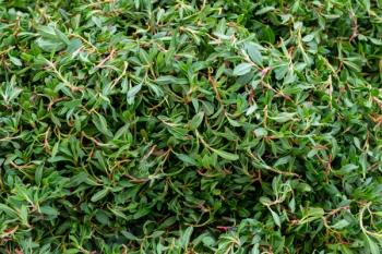 madımak food consumed as fresh grass, knotweed grass to the turkey, madimak grass close-up, madimak herb for cooking, | Image Credit: © kodbanker - stock.adobe.com