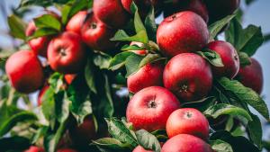 UHPLC-QTOF-MS Tracks Phyllobilins in Apple Leaves