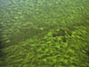 Fast and Accurate Determination of Algal Toxins in Water Using On-line Preconcentration and UHPLC–HRAM–MS