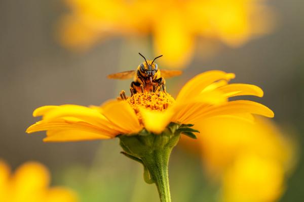 Does HPLC Expose a Bee Venom Quality Blind Spot?