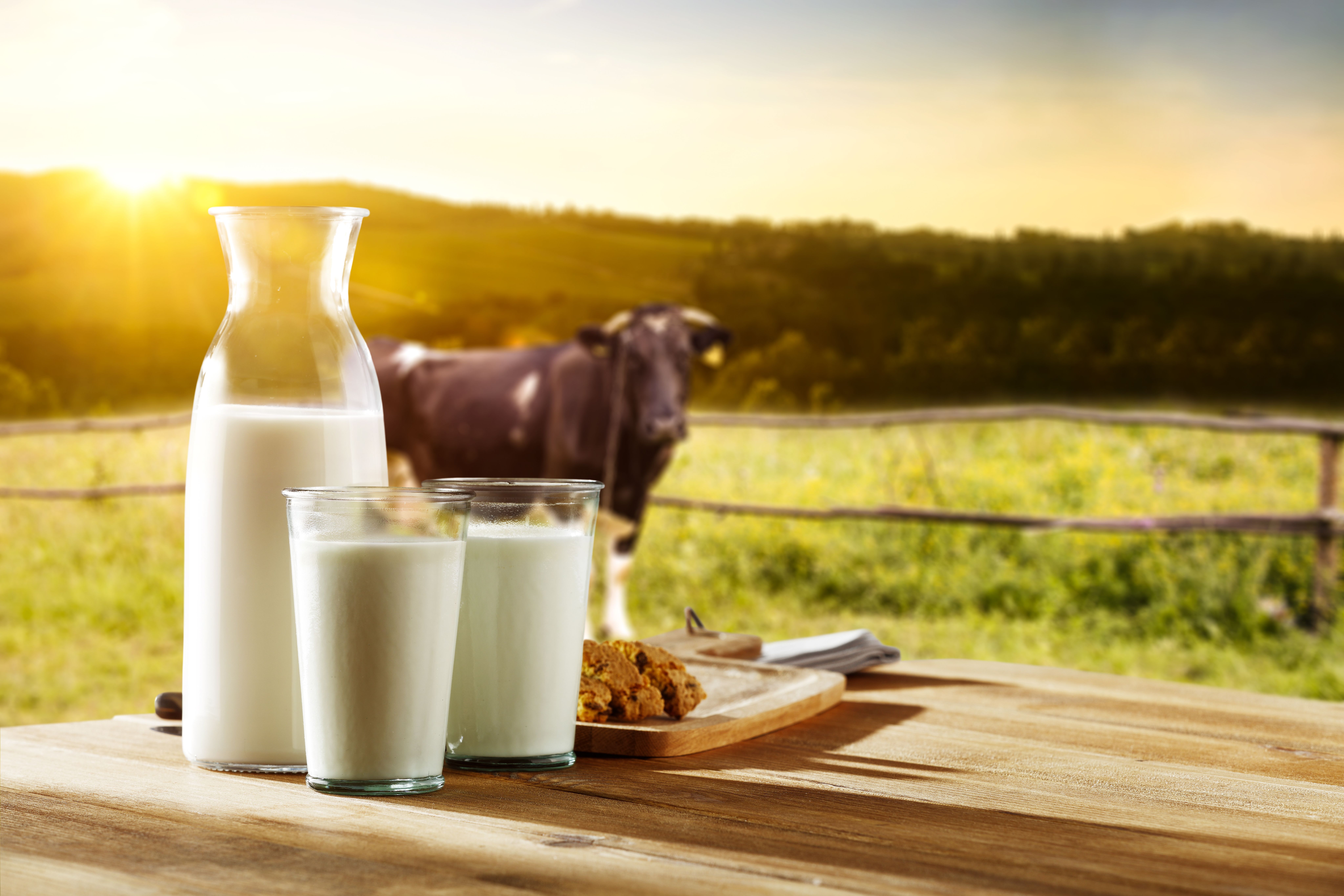 Photo of milk and cow | Image Credit: © magdal3na - stock.adobe.com.