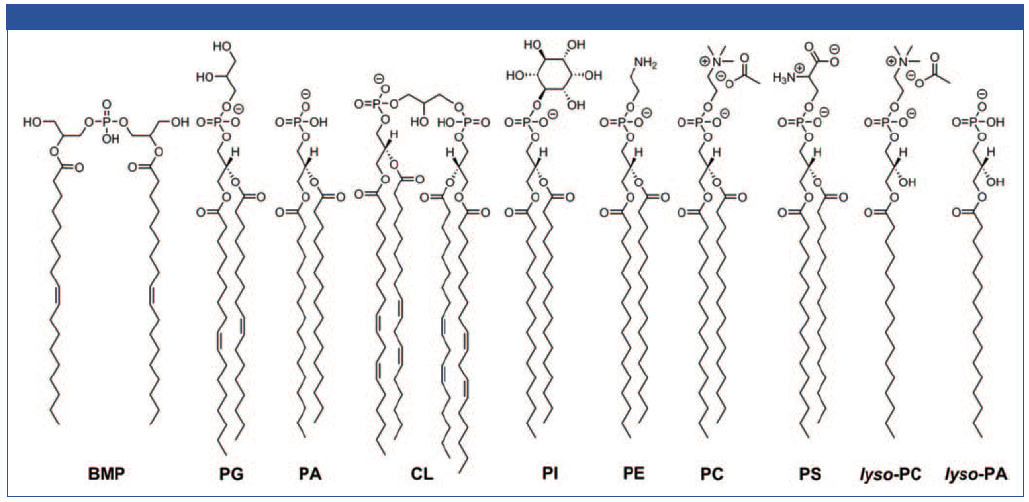 Analysis Of Phospholipid Classes By Ihilic Fusion