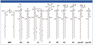 figure 1 L1537453219343.png