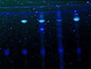 Development and Validation of an HPTLC Method for Determination of Aflatoxin B1