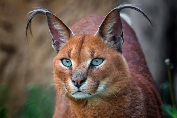 Caracal | Image Credit: © rebius - stock.adobe.com