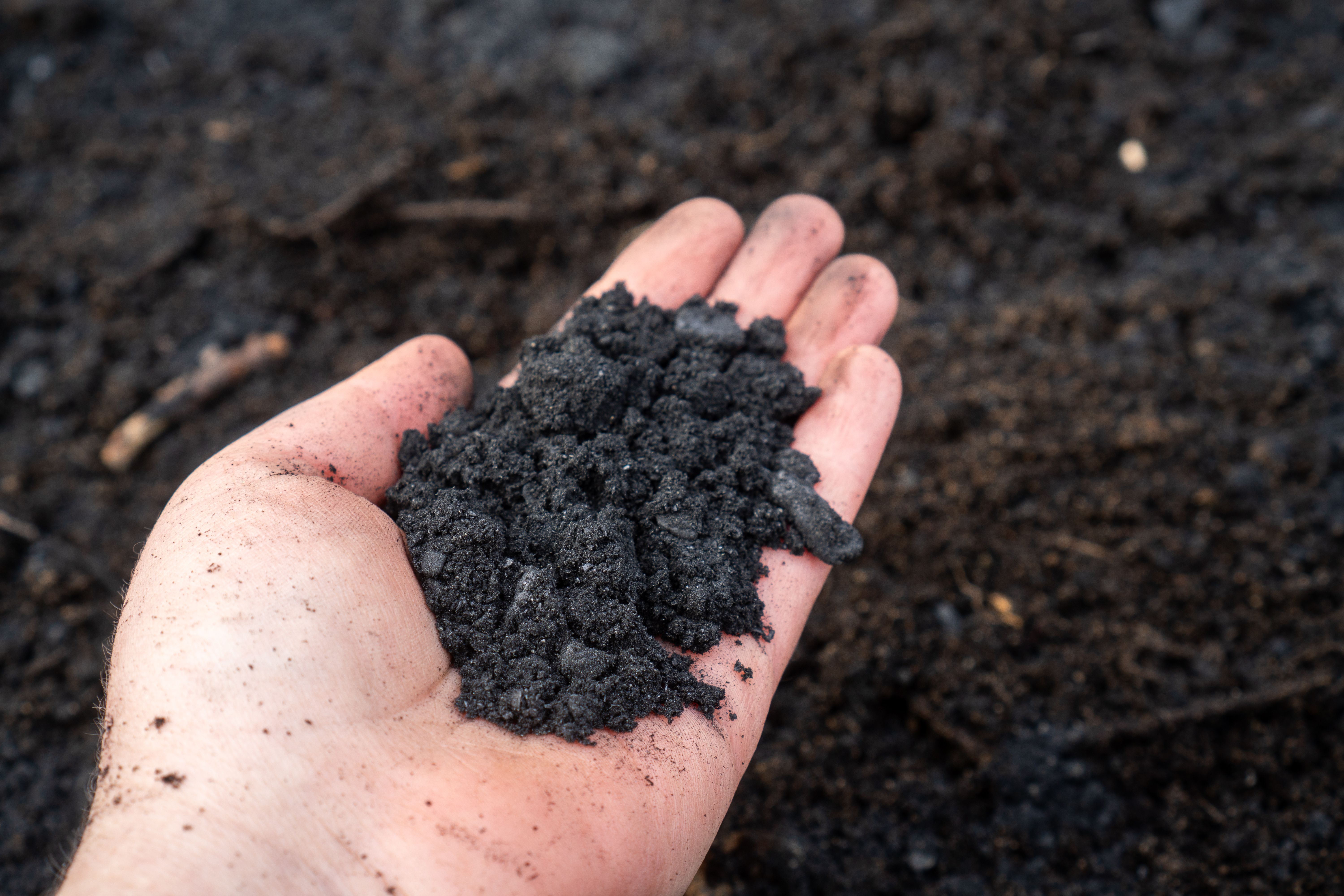 Nahaufnahme von Pflanzenkohle (Biochar) zur Bodenverbesserung im Garten und in der Landwirtschaft | Image Credit: © Madelaine - stock.adobe.com