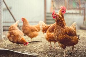 Affinity Chromatography Aids Poultry Virus ELISA