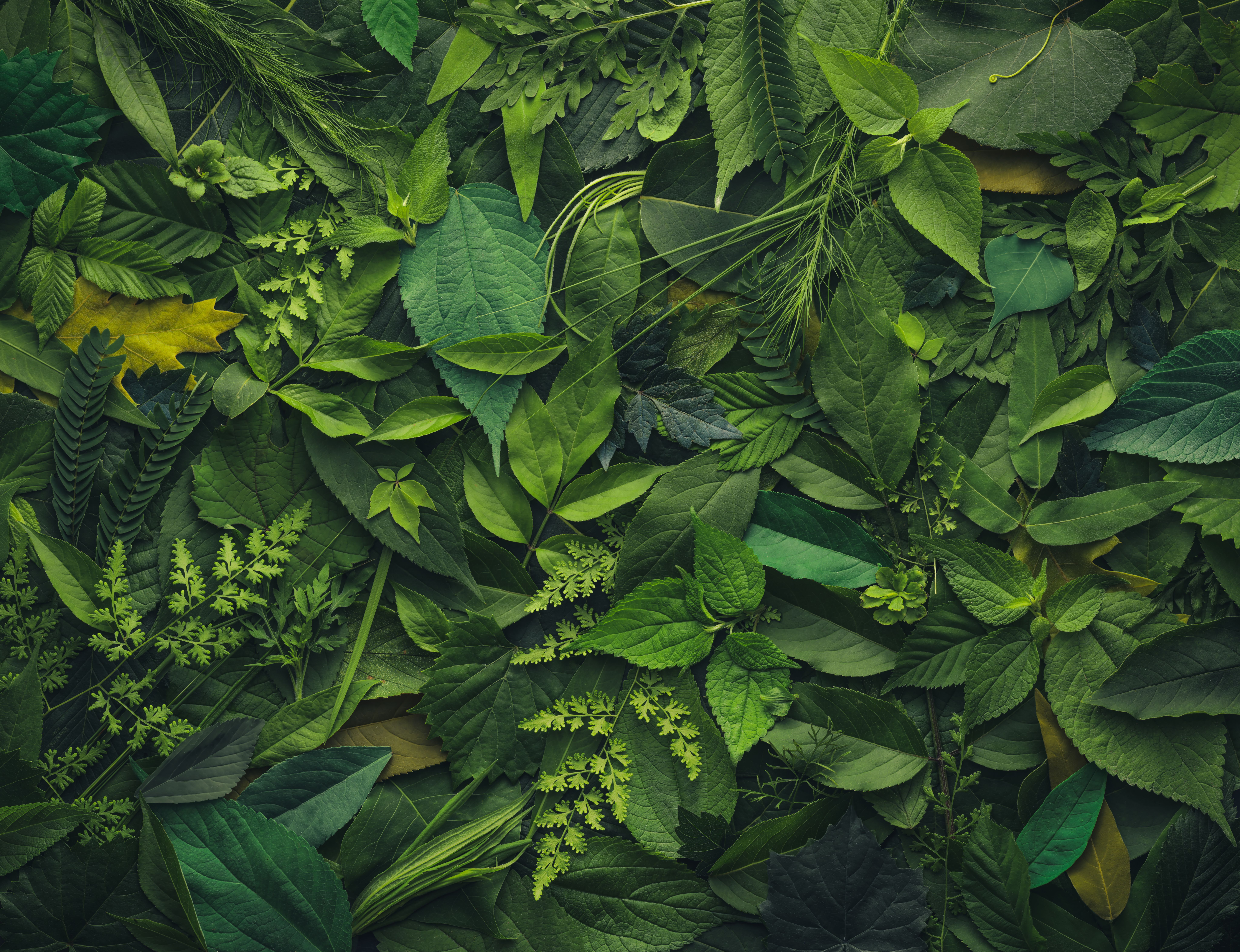 Foliage background with a variety of vibrant plant leaves showing a diverse ecosystem and the biodiversity of nature. | Image Credit: © Leigh Prather - stock.adobe.com
