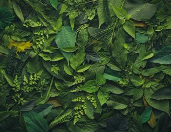 Foliage background with a variety of vibrant plant leaves showing a diverse ecosystem and the biodiversity of nature. | Image Credit: © Leigh Prather - stock.adobe.com