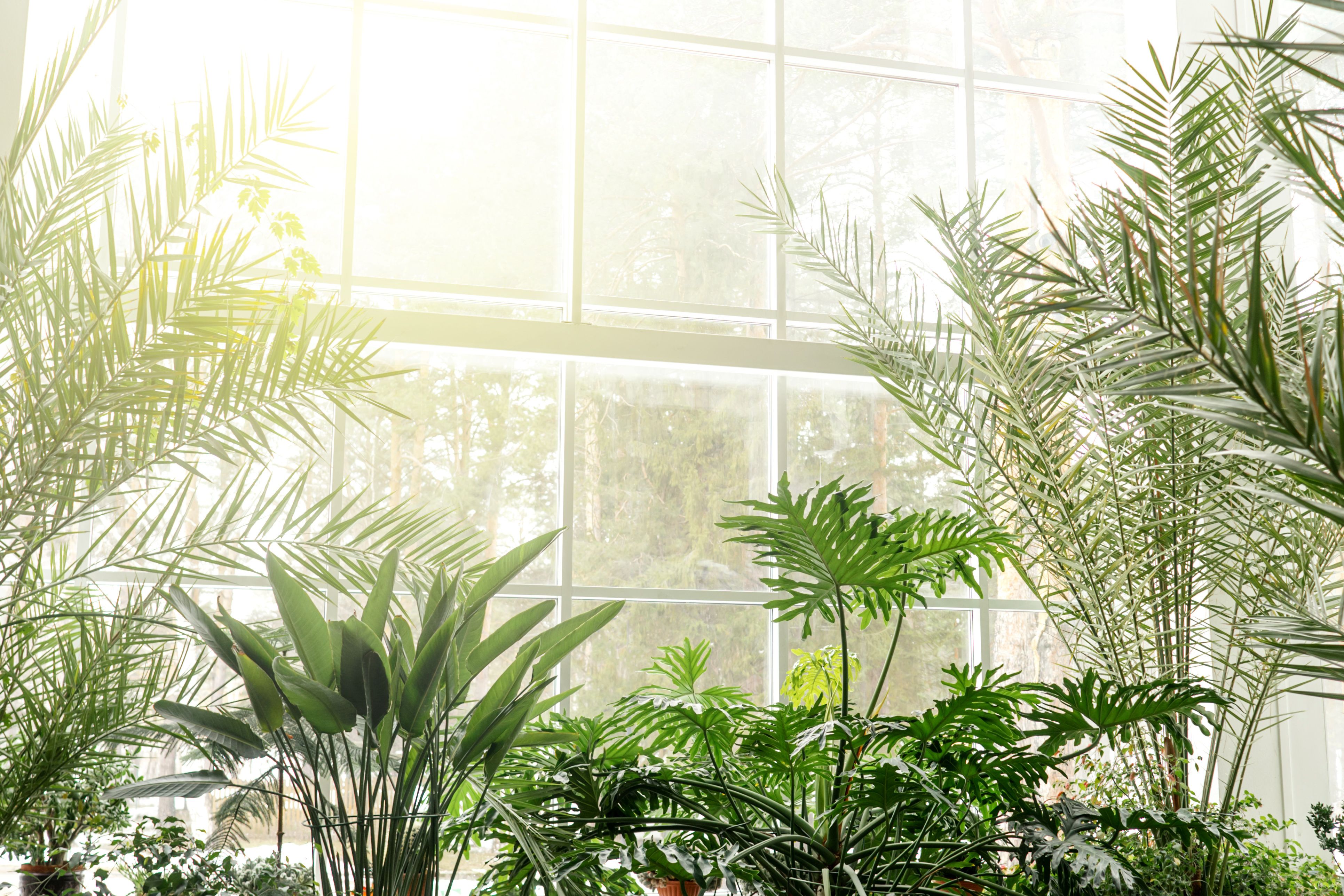 Green plants in botanical garden indoor. | Image Credit: © Татьяна Максимова - stock.adobe.com