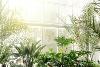 Green plants in botanical garden indoor. | Image Credit: © Татьяна Максимова - stock.adobe.com