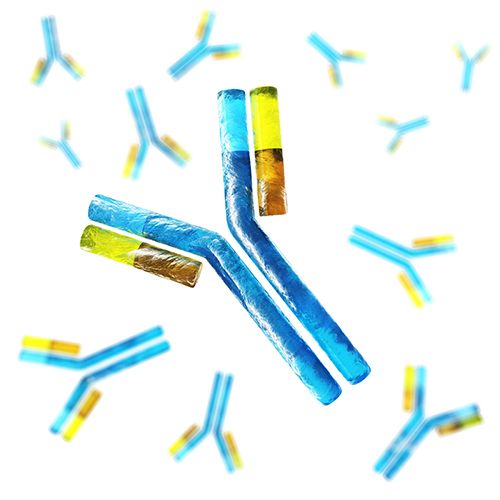 Antibody Formats.jpg