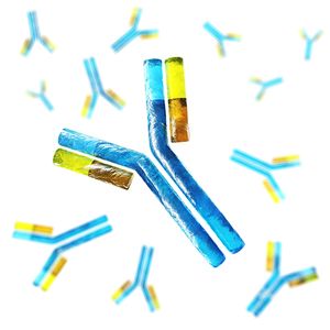 Antibody Formats.jpg