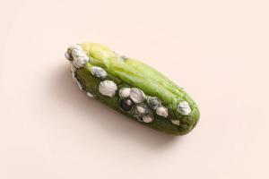 GC-MS Reveals Garlic Oil Fights Powdery Mildew 