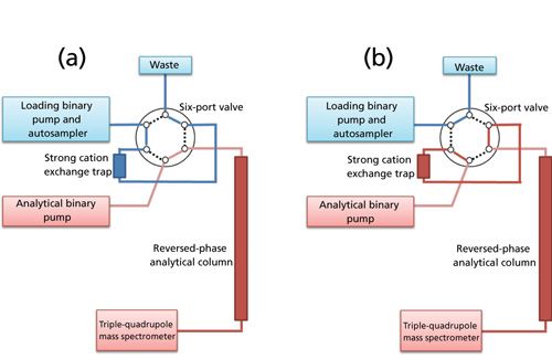 l carnitine loading phase l-Carnitine Supplementation in Recovery after Exercise main image 0