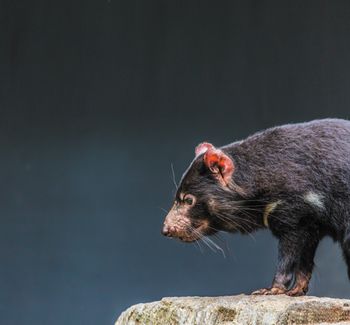 Tasmanian Devil.jpg