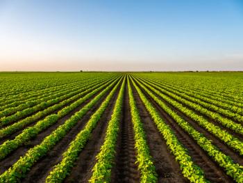 View of soybean farm agricultural field against sky | Image Credit: © oticki - stock.adobe.com