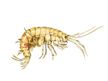 Common freshwater shrimp, Gammarus fossarum | Image Credit: © Melanie - stock.adobe.com