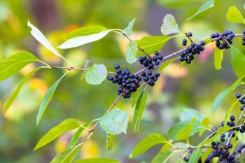 Buckthorn (Rhamnus catharticus). Black berries on a branch with leaves, on thorn bush in the family Rhamnaceae | Image Credit: © Denny - stock.adobe.com