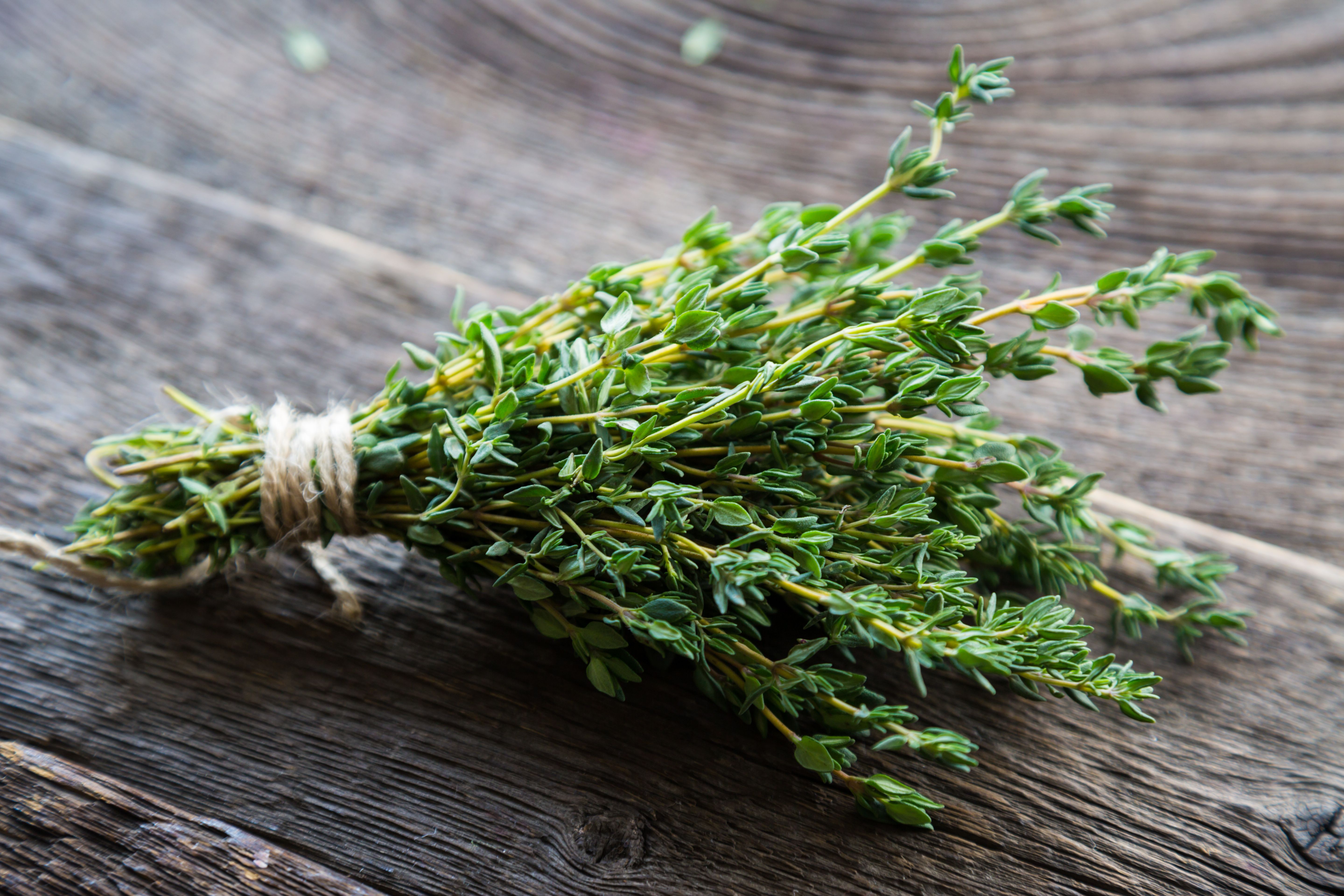 GC-MS-Based Assessment of Thyme Extract in Rheumatoid Arthritis Inflammation