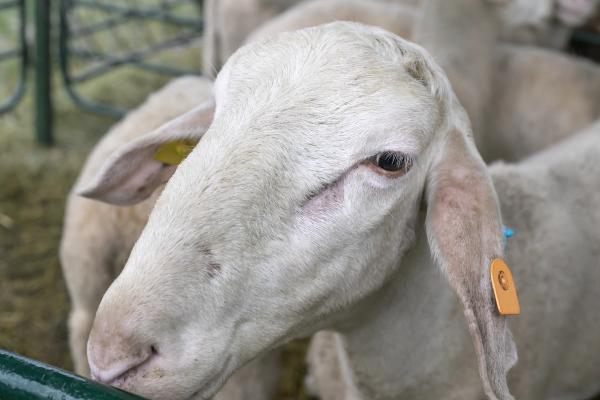 UHPLC-MS/MS Uncovers Sheep Feed Efficiency Clues