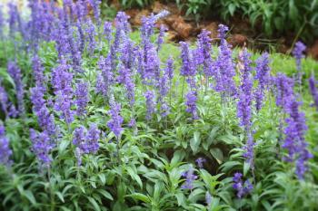 Purple salvia flowers wth the nature | Image Credit: © seagames50 - stock.adobe.com