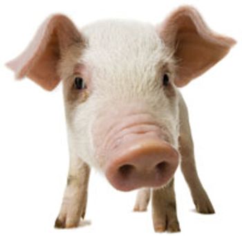 Pig-768684-1408605041939.jpg