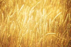 Chromatography and the Battle Against Counterfeit and Illegal Agricultural Products