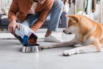 cropped view of happy man adding pet food in bowl near akita inu dog. | Image Credit: © LIGHTFIELD STUDIOS - stock.adobe.com