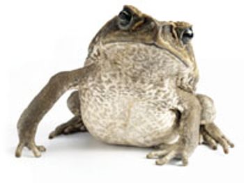 canetoad-788764-1408597485214.jpg