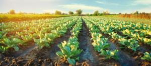 cabbage plantations grow in the field. vegetable rows. farming, agriculture. Landscape with agricultural land. crops. selective focus | Image Credit: © Andrii Yalanskyi - stock.adobe.com