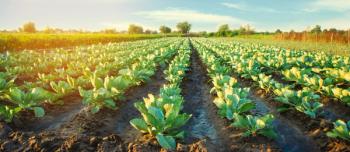 cabbage plantations grow in the field. vegetable rows. farming, agriculture. Landscape with agricultural land. crops. selective focus | Image Credit: © Andrii Yalanskyi - stock.adobe.com