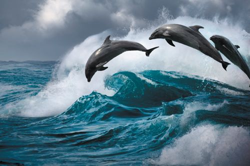 dolphins.jpg