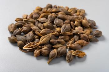 side view herb Lianqiao or Forsythiae Fructus or Weeping Forsythia Fruit | Image Credit: © Freer - stock.adobe.com