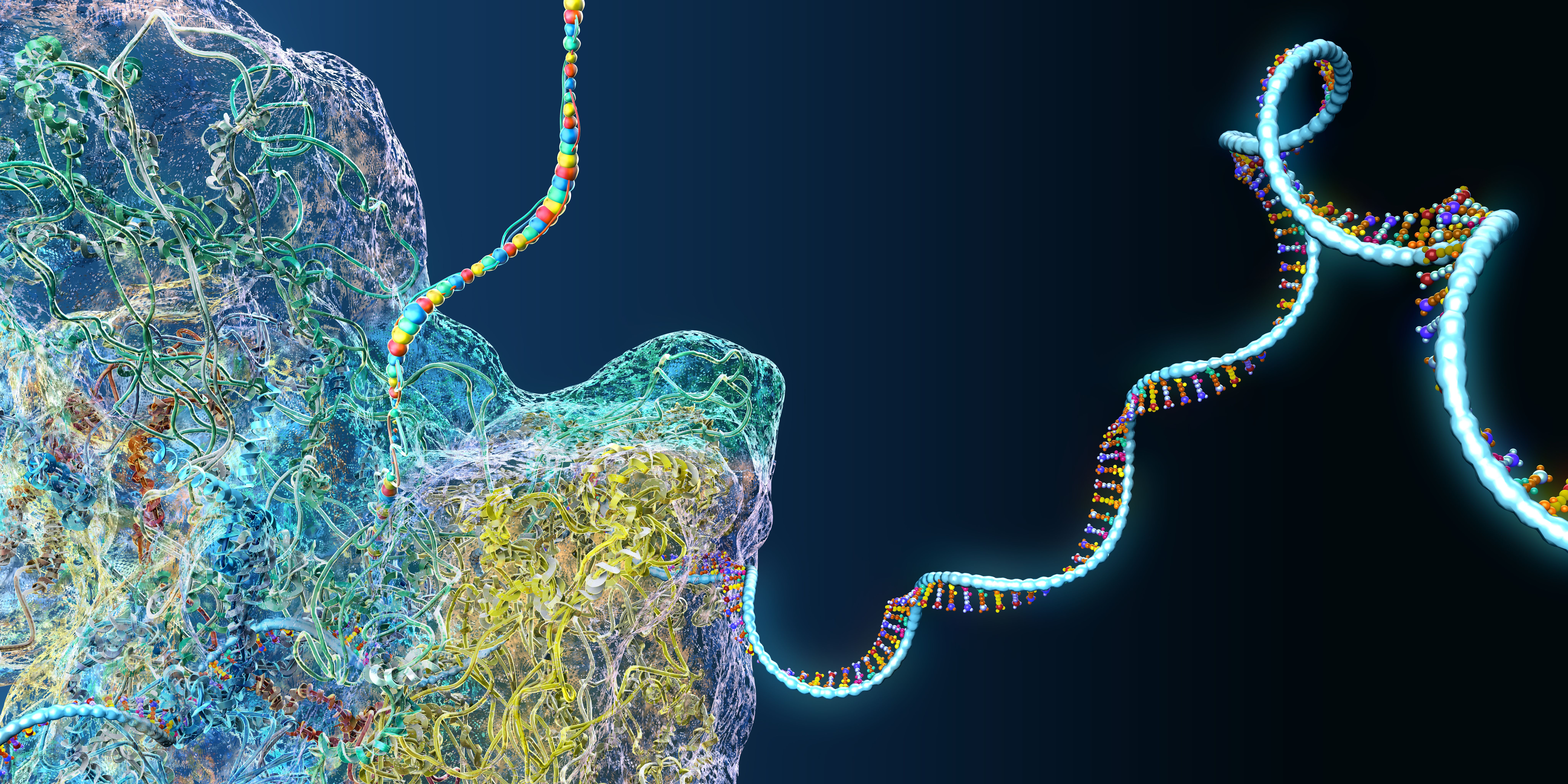 Ribosome as part of an biological cell constructing messenger rna molecules - 3d illustration | Image Credit: © Christoph Burgstedt - stock.adobe.com