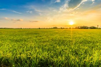 Beautiful environment landscape of green field cornfield or corn in Asia country agriculture harvest with sunset sky background. | Image Credit: © Thinapob - stock.adobe.com. 