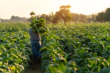 Agriculture, farmer carrying the harvest of tobacco leaves in the harvest season. Tobacco industry. | Image Credit: © tong2530 - stock.adobe.com