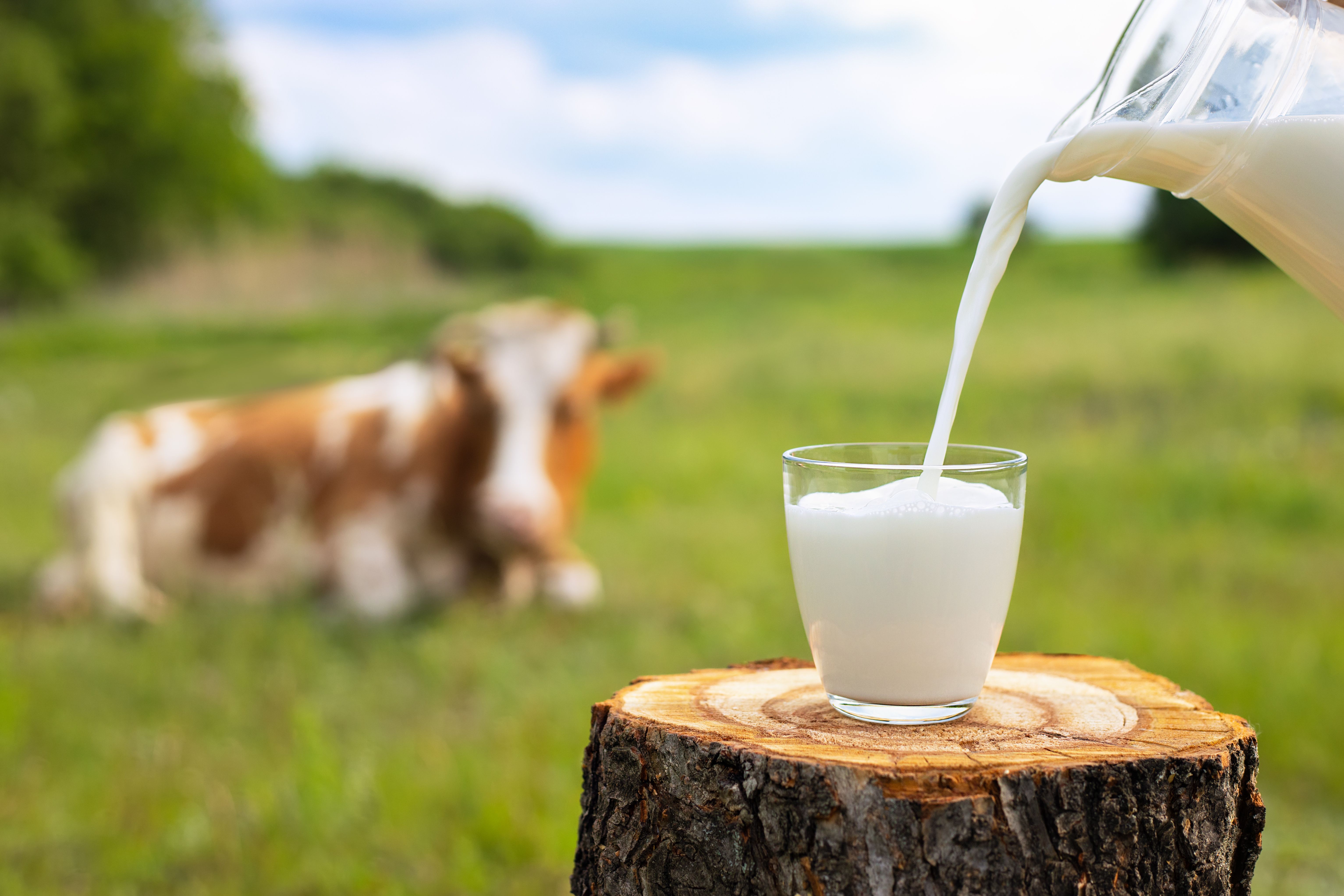 milk pouring into glass | Image Credit: © alter_photo - stock.adobe.com