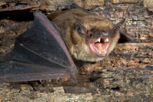 LC-ESI-MS/MS Reveals Bat Blood Sugar Metabolites