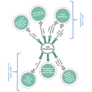 Analytical Separation Methods for Therapeutic Oligonucleotides