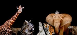 A group of animals are together on a black background with text | Image Credit: © art9858 - stock.adobe.com