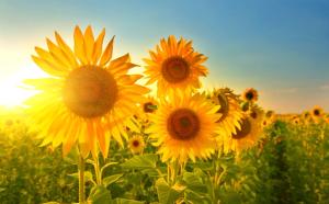 HILIC-MS Metabolomics of Sunflower Senescence
