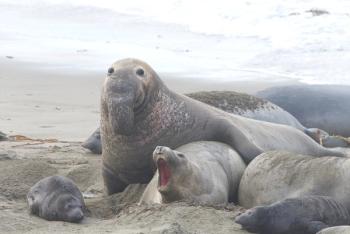 LC–IMS–HRMS Detects Forever Chemicals in Elephant Seal Milk