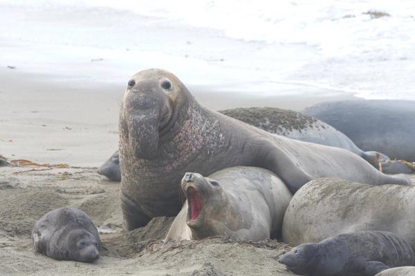 LC–IMS–HRMS Detects Forever Chemicals in Elephant Seal Milk