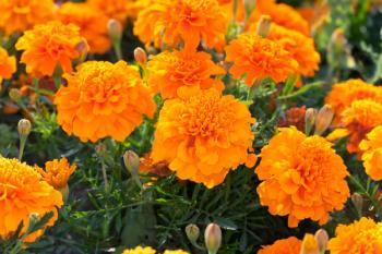 Marigold flowers | Image Credit: © Henrik Larsson - stock.adobe.com
