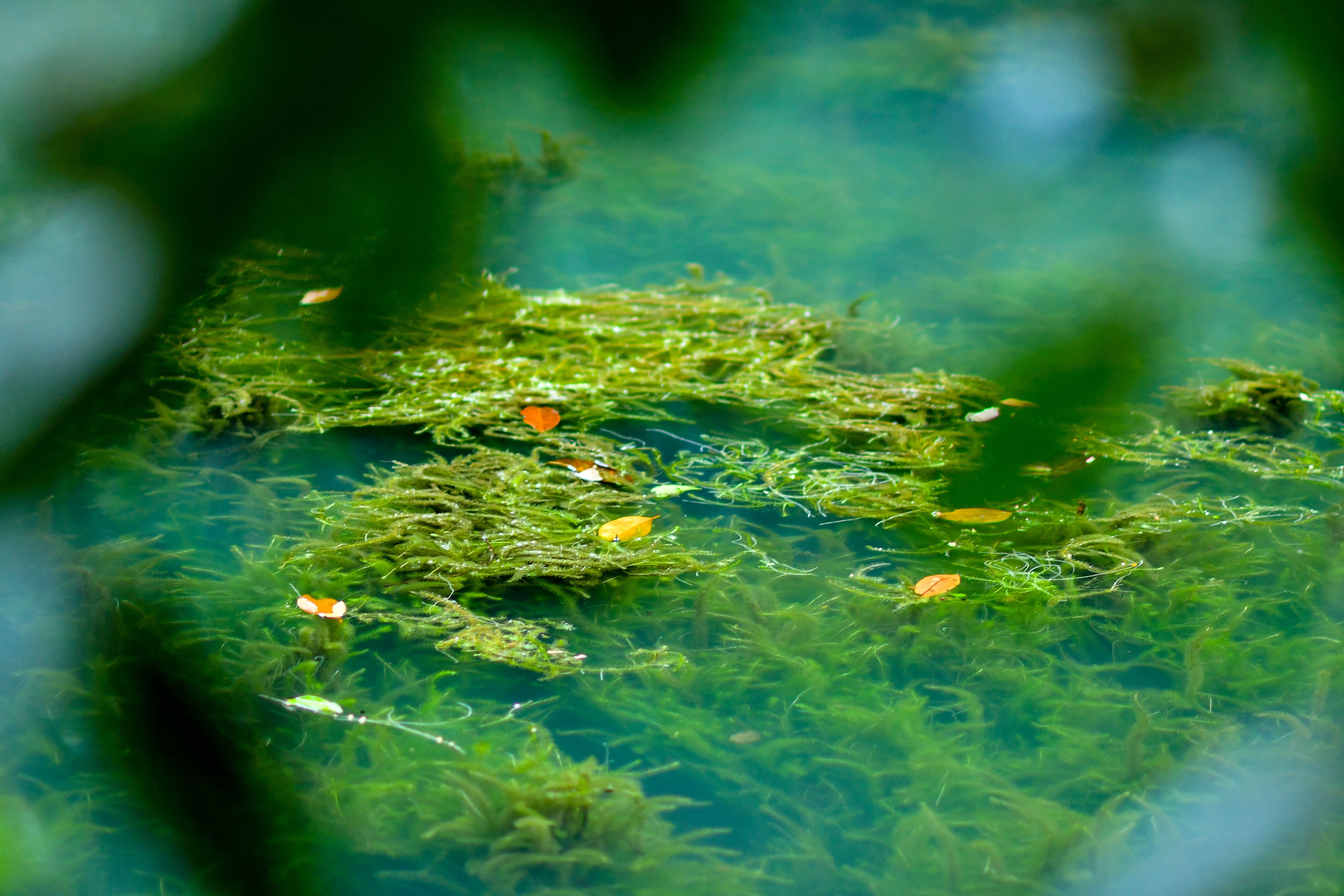 Freshwater Aquatic Weeds and Algae | Image Credit: © mustbeyou - stock.adobe.com