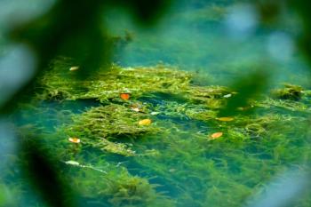 Freshwater Aquatic Weeds and Algae | Image Credit: © mustbeyou - stock.adobe.com